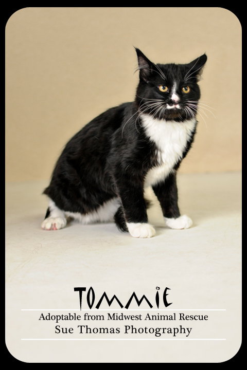 Tommie