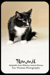 Tommie