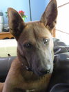 Duke