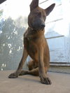 Duke