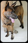 Duke