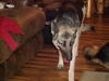 Bailey