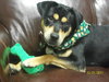 Buster Brown