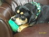 Buster Brown