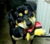 Buster Brown