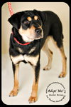 Buster Brown