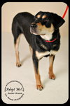 Buster Brown
