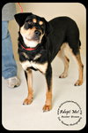 Buster Brown