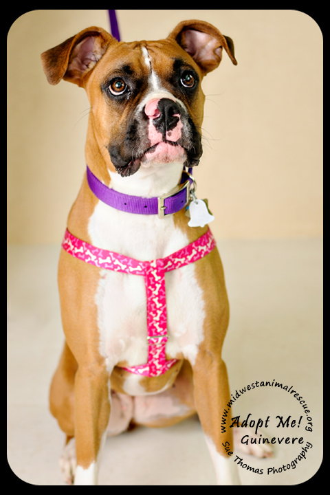 Guinevere