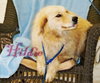 Hildie