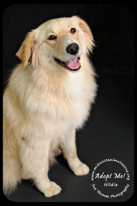 Hildie