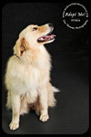 Hildie