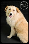 Hildie