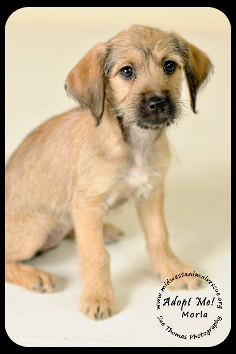 Morla Puppy