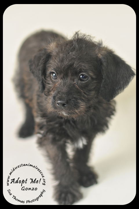 Gonzo Puppy