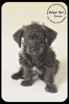 Gonzo Puppy