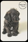 Gonzo Puppy