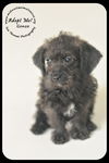 Gonzo Puppy
