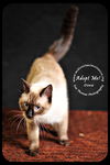 Oona