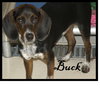Buck Puppy