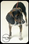 Buck Puppy