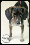 Buck Puppy