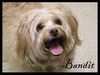 Bandit