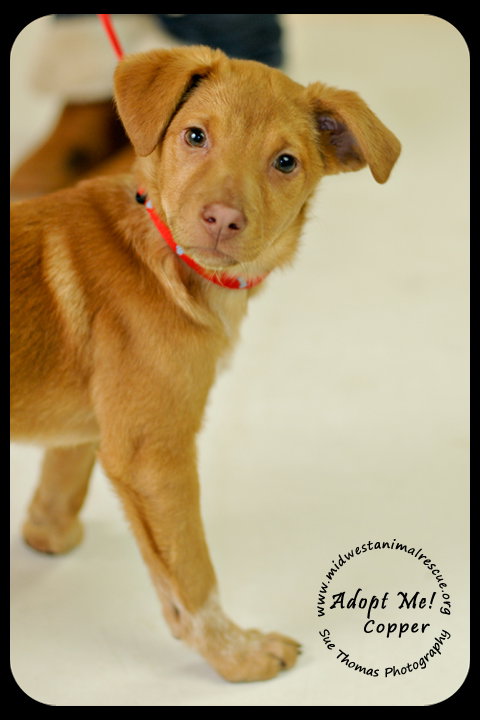 Copper Puppy