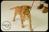Copper Puppy
