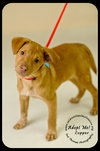 Copper Puppy