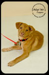 Copper Puppy
