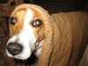 Dutchess