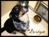 Bridget