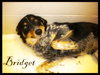 Bridget