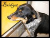 Bridget