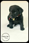 Pixie Puppy