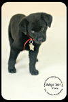 Pixie Puppy