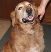 Brady