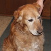 Brady