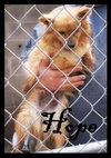 Hope