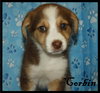 Corbin Puppy