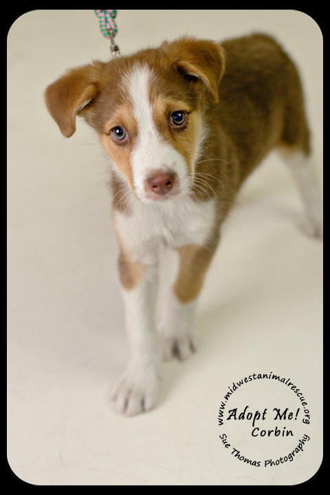 Corbin Puppy