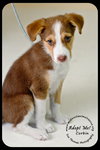 Corbin Puppy