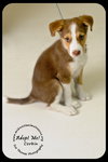 Corbin Puppy