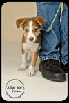 Corbin Puppy