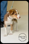 Corbin Puppy
