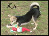 Kit