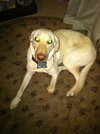 Lucy