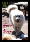Snow Drop