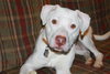 Kimber
